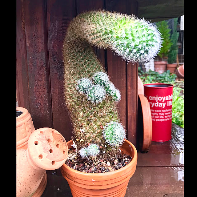 butachanさんの実例写真
