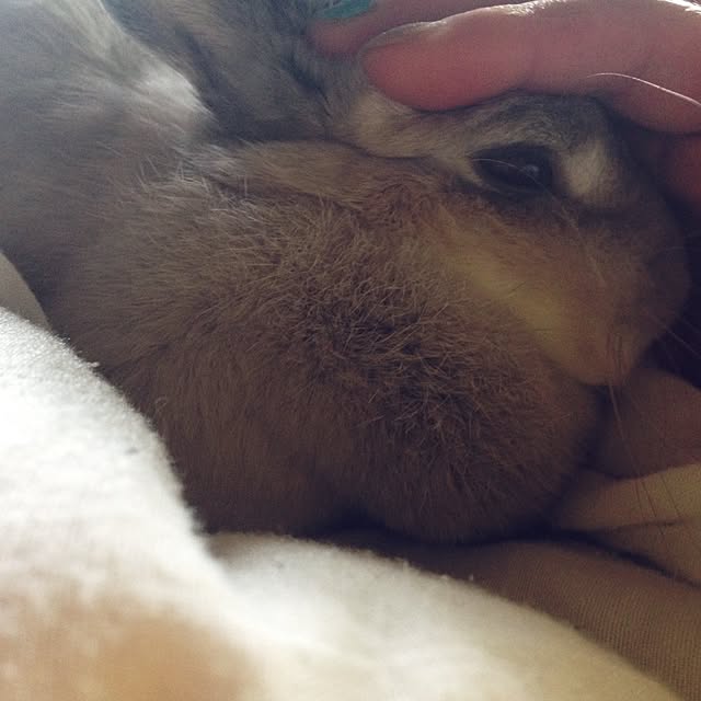 yokomokoさんの実例写真