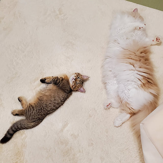 annyaさんの実例写真