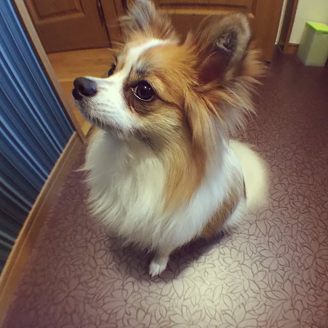 sakulaさんの実例写真