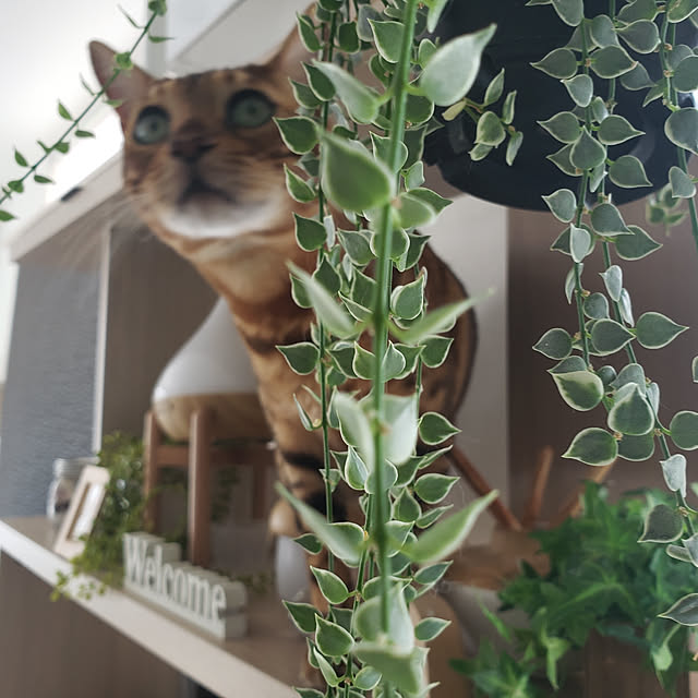megu.catさんの実例写真