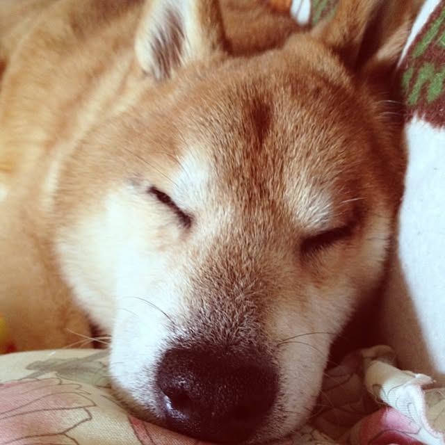 WIENERBOYSさんの実例写真