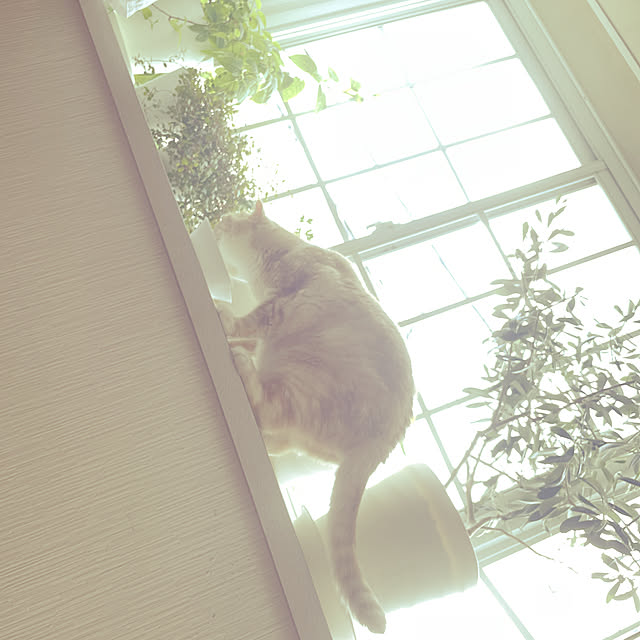 lippieさんの実例写真