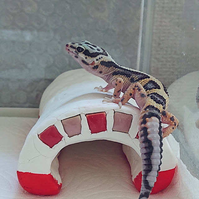 H23さんの実例写真