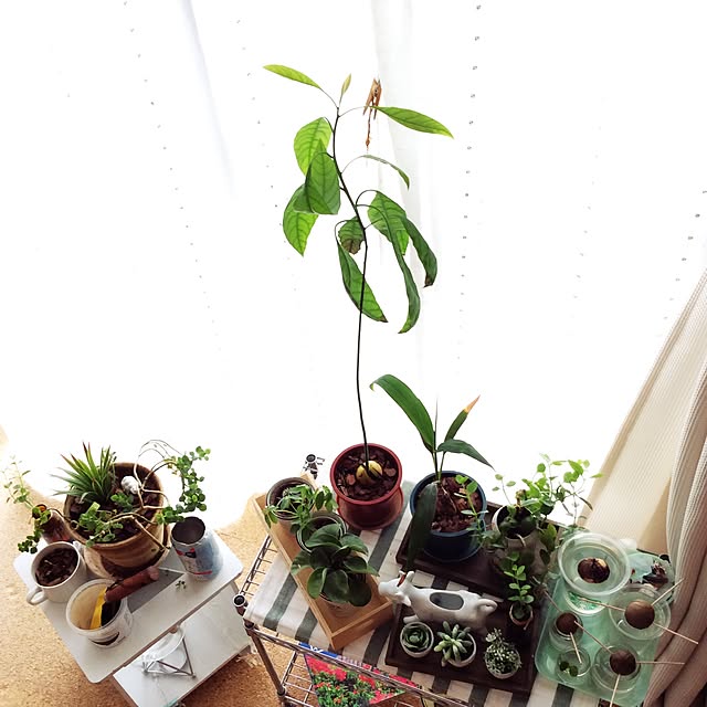 多肉植物/観葉植物/窓まわり/植物/棚のインテリア実例 - 2016-08-29 10:41:51