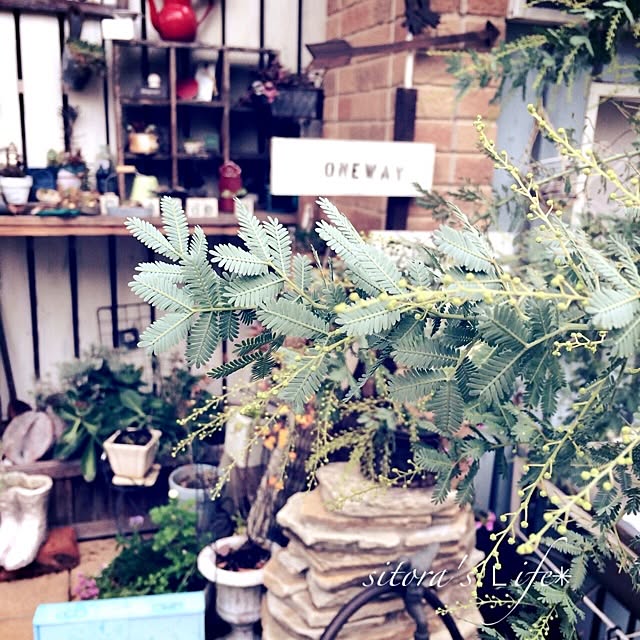 sitoraさんの実例写真