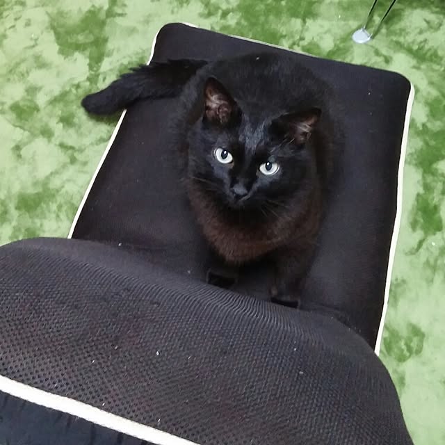 Cocoさんの実例写真