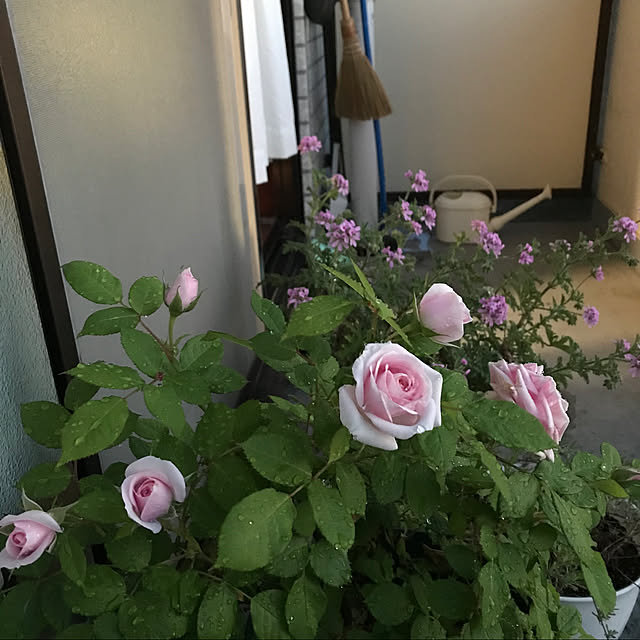 kiruaさんの実例写真