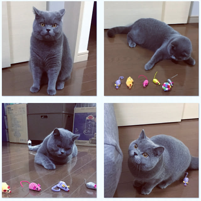 kittyさんの実例写真