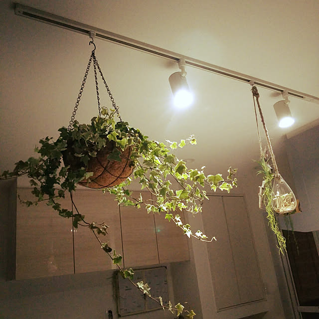 キッチン/観葉植物のインテリア実例 - 2017-08-27 23:10:40