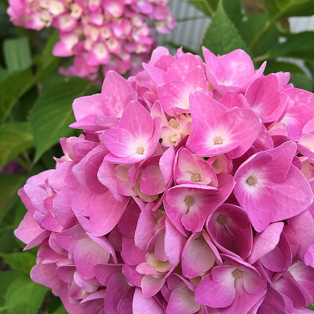 akekuroankoさんの実例写真