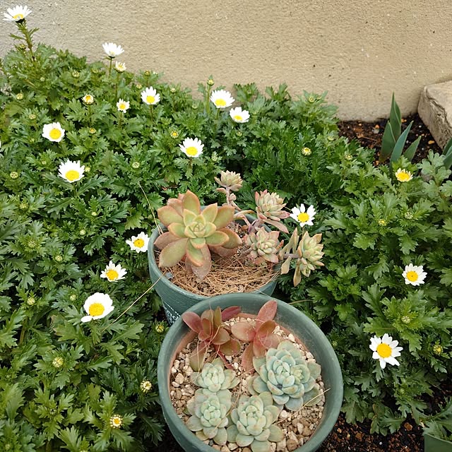 coconathuさんの部屋