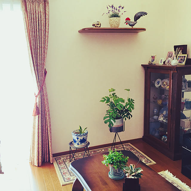 songloverの-【送料無料】育てやすい観葉植物「ホヤ・カルノーサ」の家具・インテリア写真