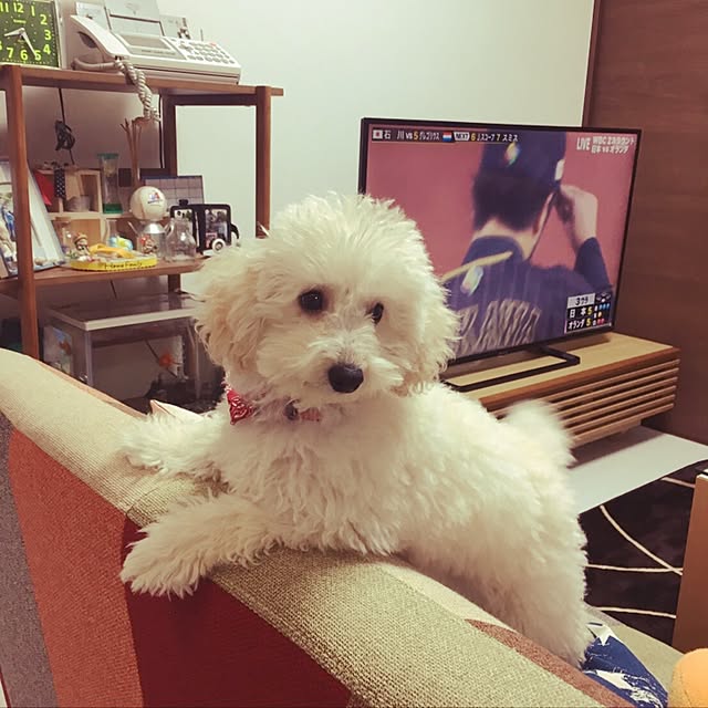 yuki.sakuさんの実例写真