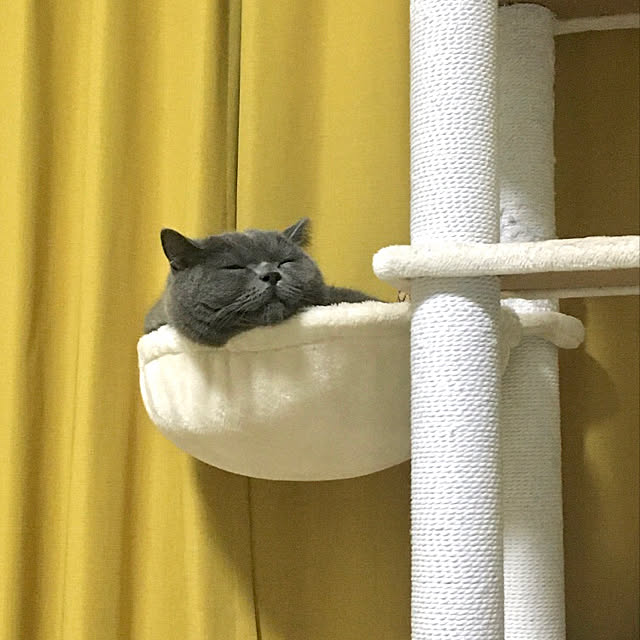 kittyさんの実例写真
