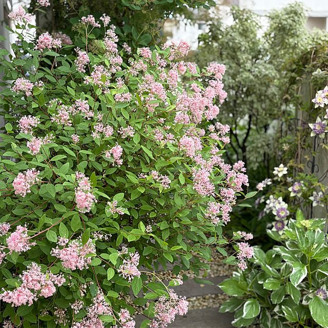 mameshibaさんの部屋
