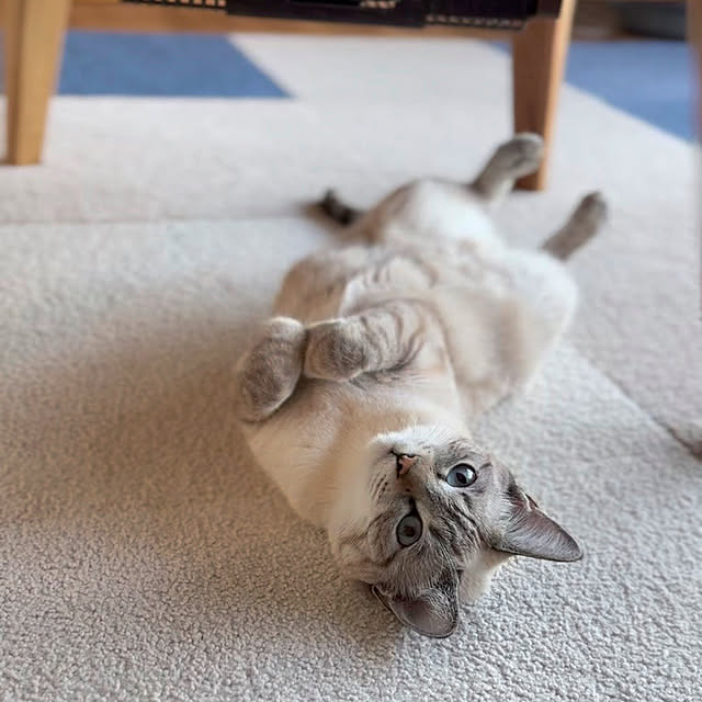 amさんの実例写真