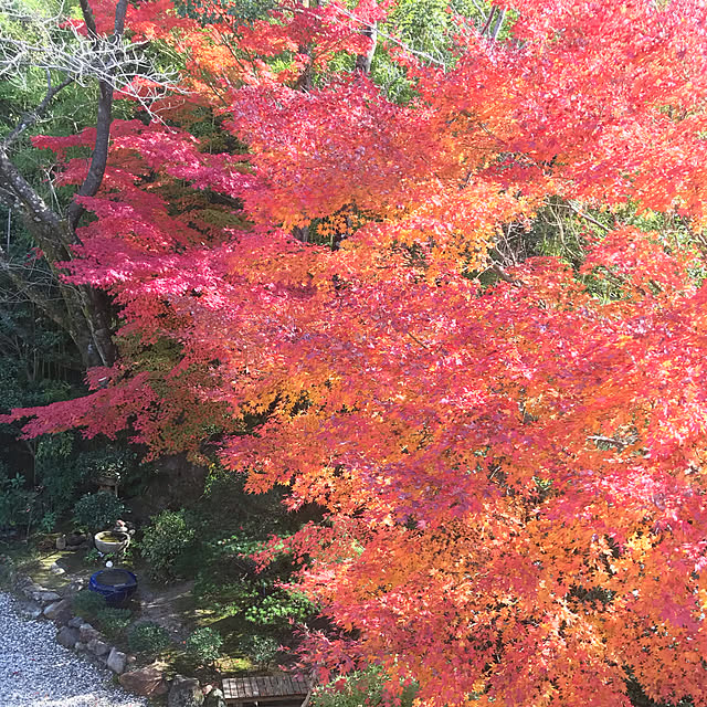 紅葉/実家の庭/にわのある暮らし/花のある暮らし/NO GREEN NO LIFE...などのインテリア実例 - 2020-11-16 18:00:45