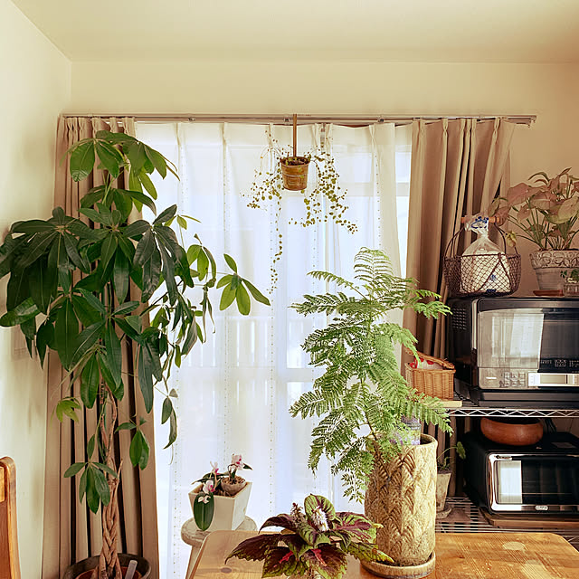 観葉植物/机のインテリア実例 - 2021-11-02 10:12:48