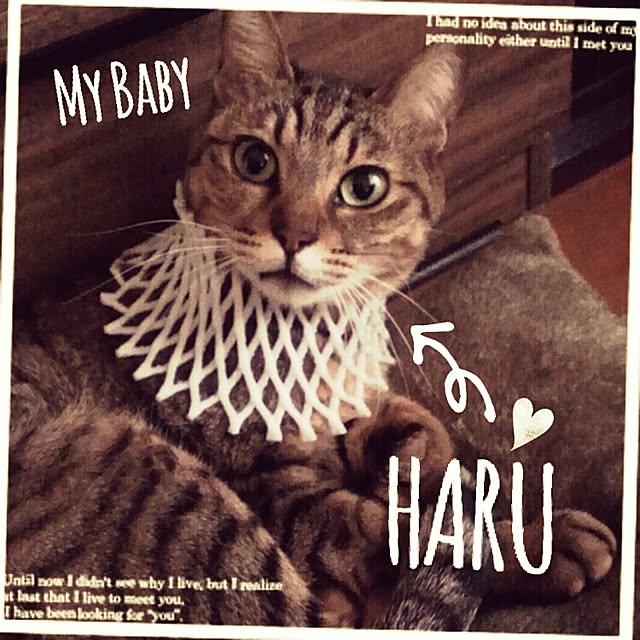 makoさんの実例写真