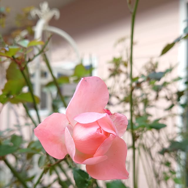 fleur-mamanさんの部屋