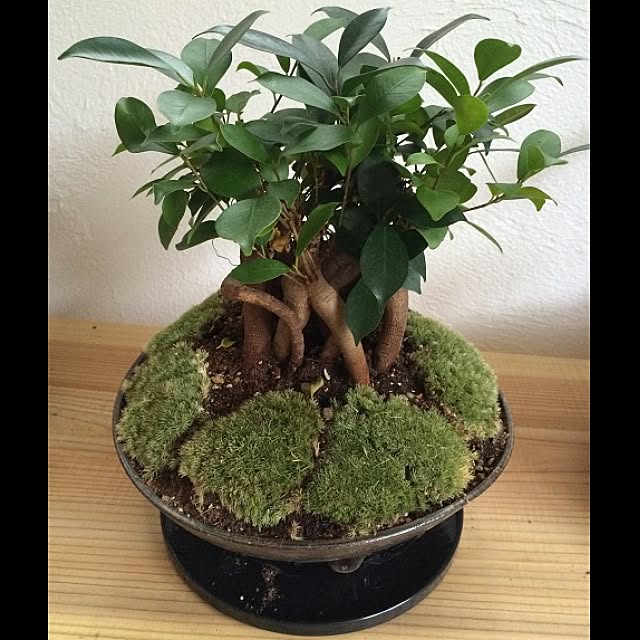 diybocchiさんの実例写真