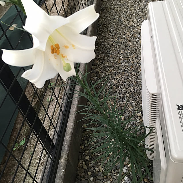 nomnom888さんの実例写真