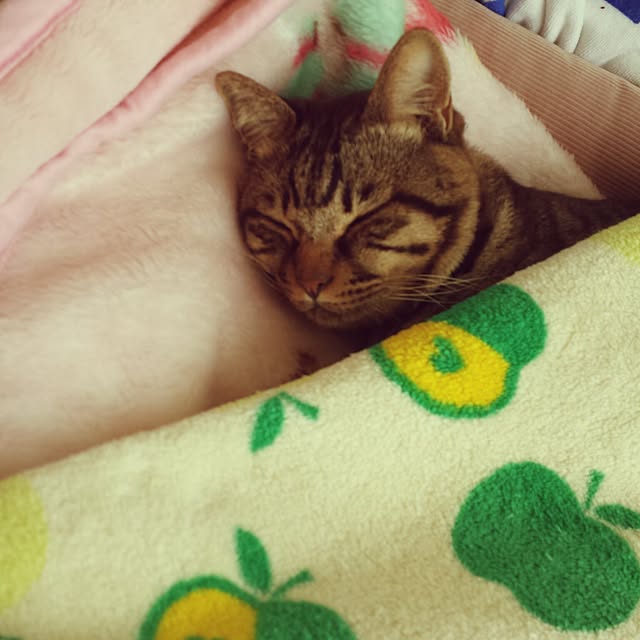megkeiさんの実例写真
