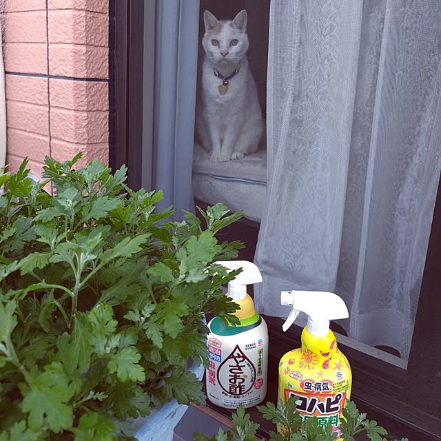 NOAHさんの実例写真