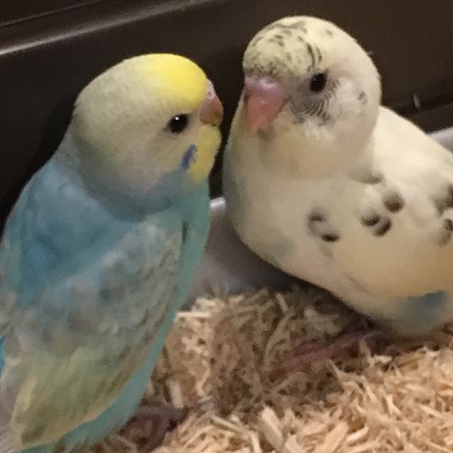 miakさんの実例写真