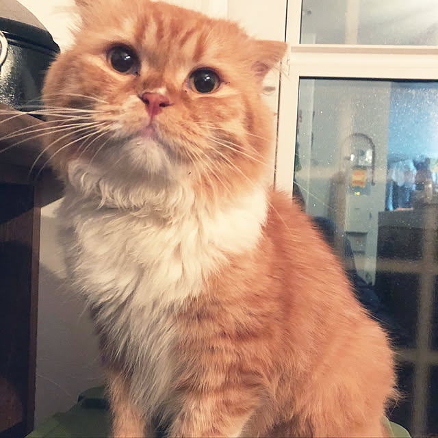 piyolandさんの実例写真