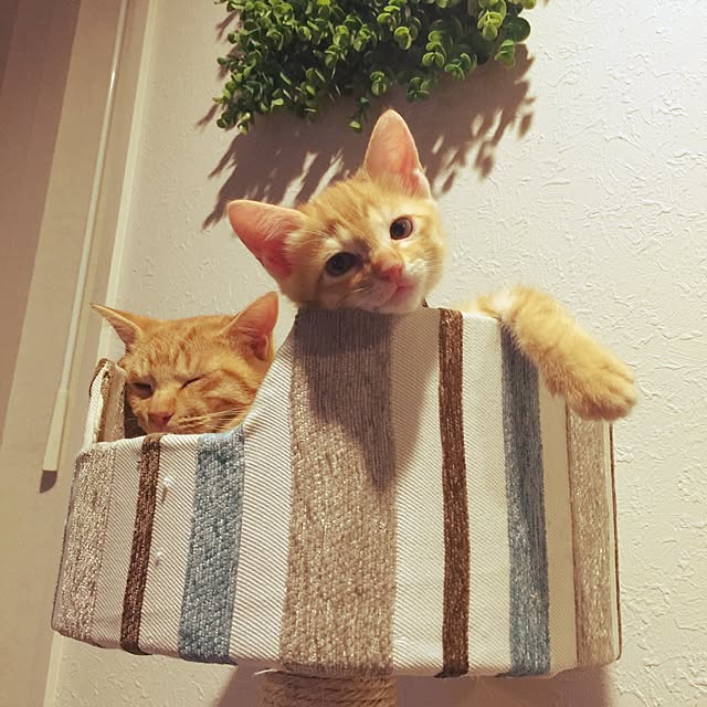 akcさんの実例写真
