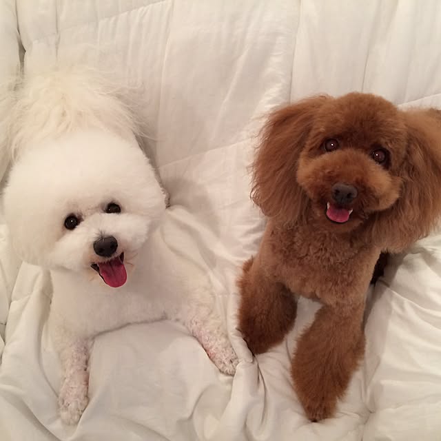 shirokumaさんの実例写真