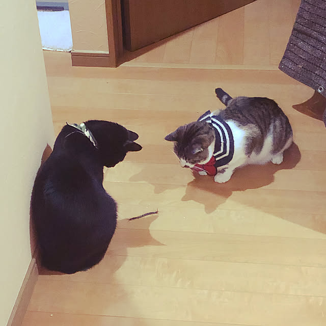 jijiさんの実例写真