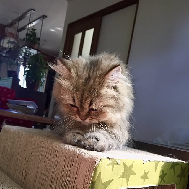 butachanさんの実例写真