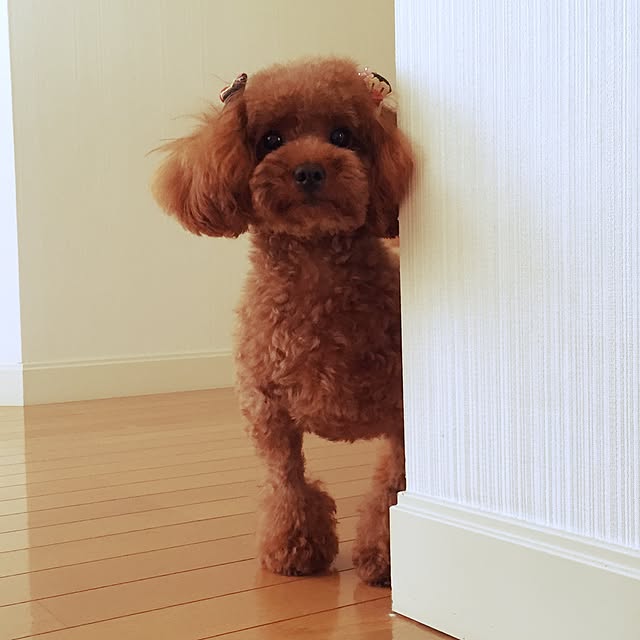 ayumoco725さんの実例写真