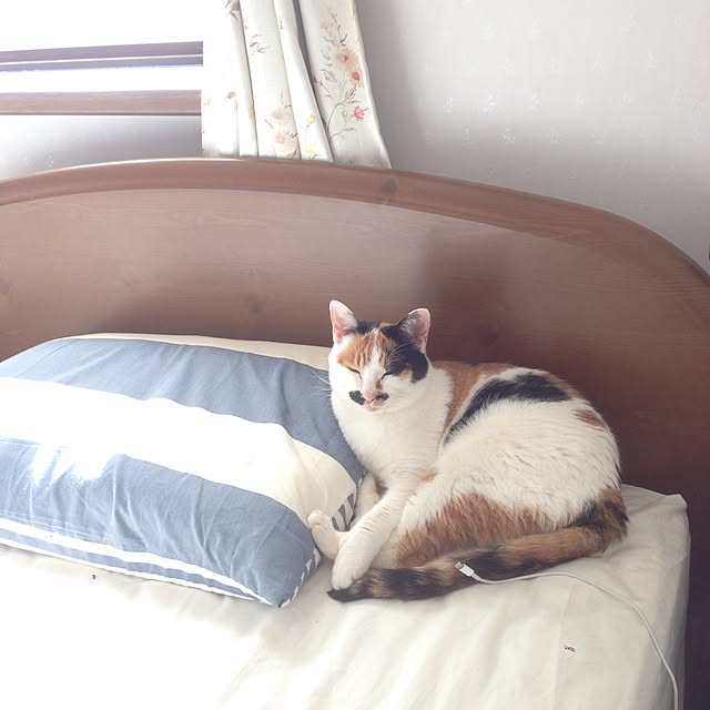 Kinanさんの実例写真