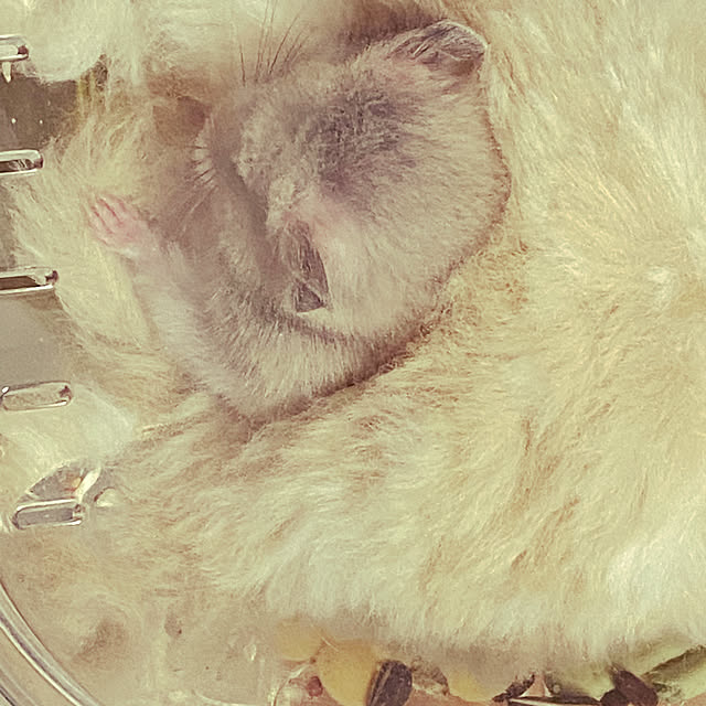 hiroさんの実例写真