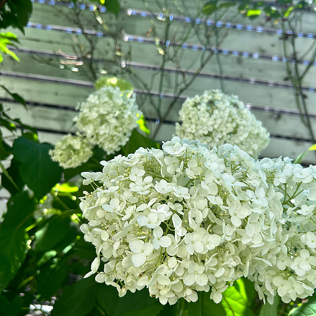 countryさんの部屋