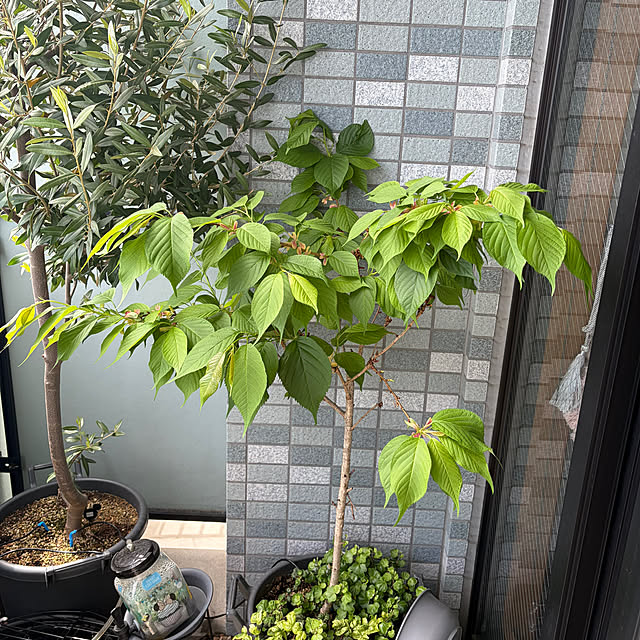 kyoryu2kidsさんの部屋