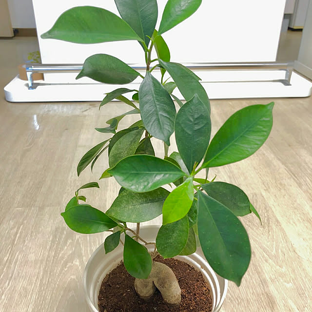 kikinanaさんの実例写真
