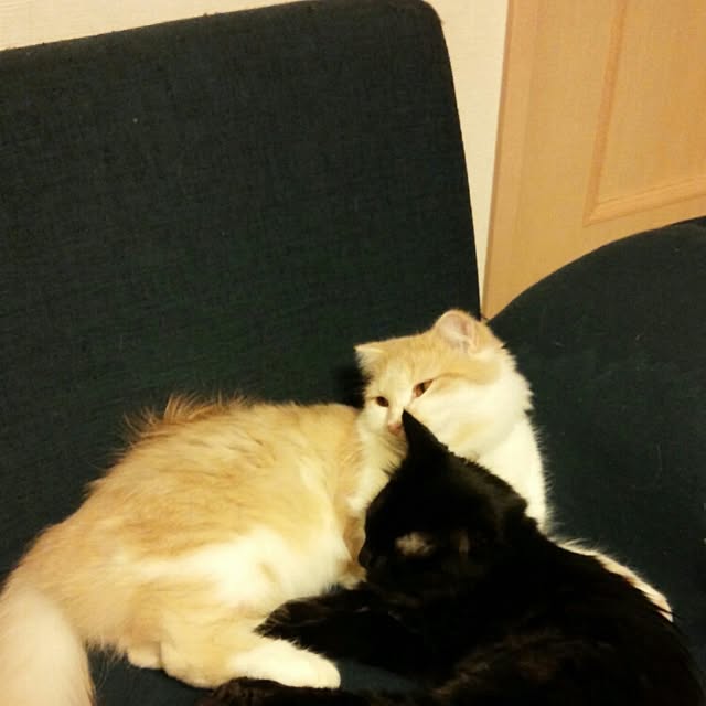 yuさんの実例写真