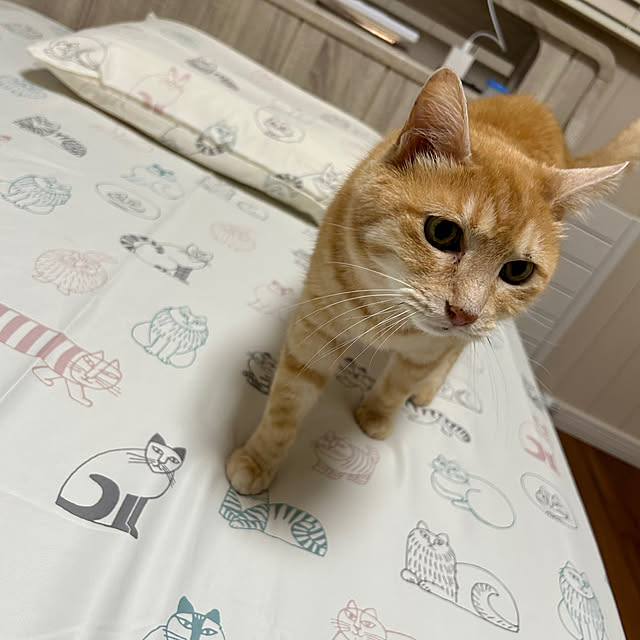 mikeume7さんの部屋