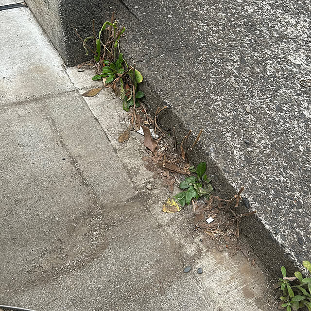 nekekinさんの実例写真