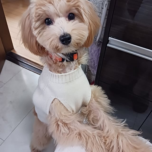 cyokoさんの実例写真