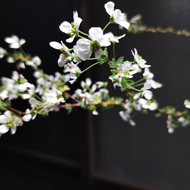 aoiroさんの実例写真