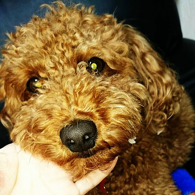 POOTAさんの実例写真
