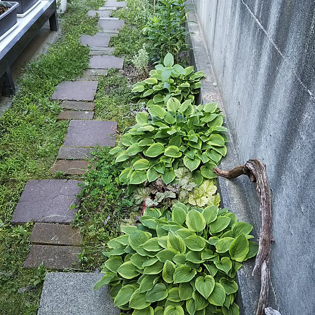 siaさんの実例写真