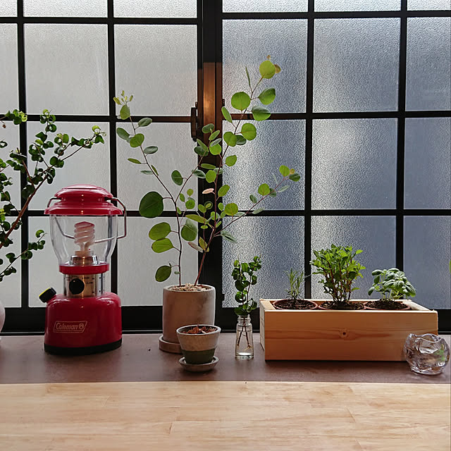 DIY/雑貨/観葉植物/一人暮らし/ガーデニング...などのインテリア実例 - 2020-06-01 02:28:39