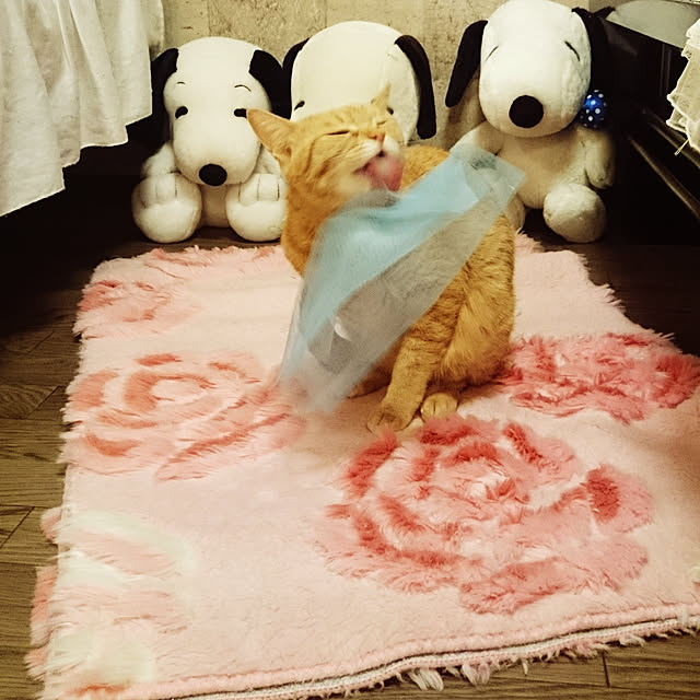 asuminさんの実例写真